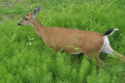 Grouse Mountain Deer 2
