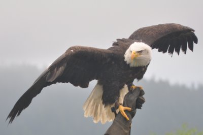 Bald Eagle 7