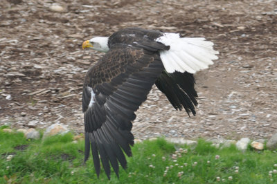 Bald Eagle 9
