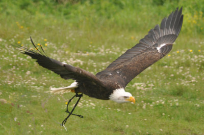 Bald Eagle 11