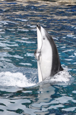 Vancouver Aquarium