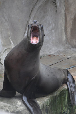 Sea Lions