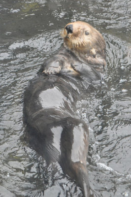 Sea Otter 1.JPG
