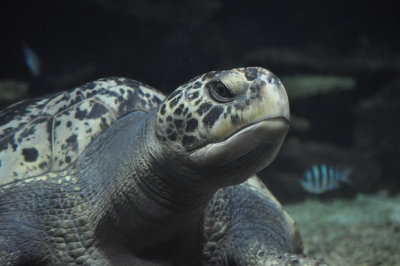 Sea Turtle 1.JPG