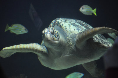 Sea Turtle 2.JPG