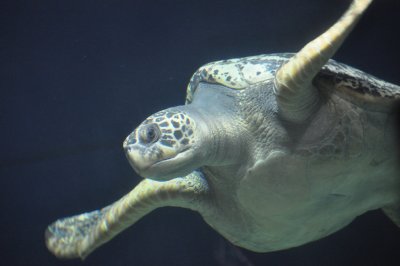 Sea Turtle 3.JPG