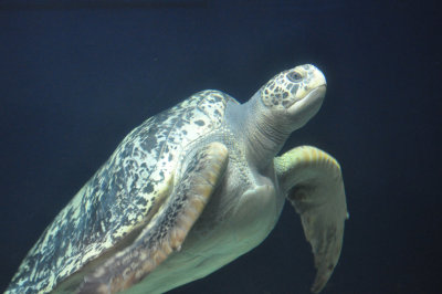 Sea Turtle 4.JPG