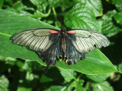 Great Mormon Swallowtail