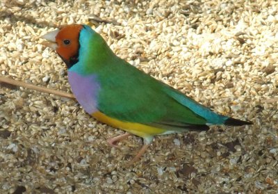 Gouldian Finch