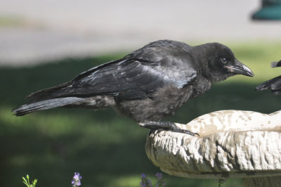 Crow 2