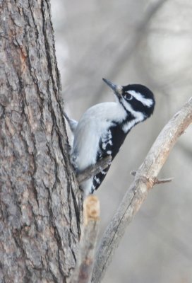 Woodpecker