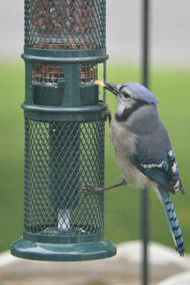 Blue Jay 8