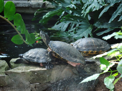 Turtles 3