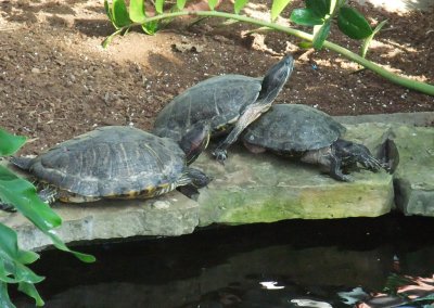 Turtles 4