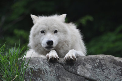 Wolf stare