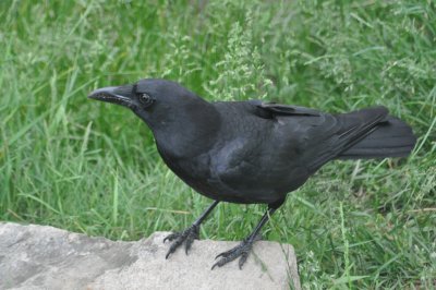 Crow 4