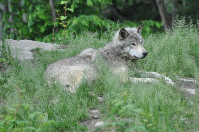 Timber Wolf 5