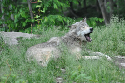 Timber Wolf yawn