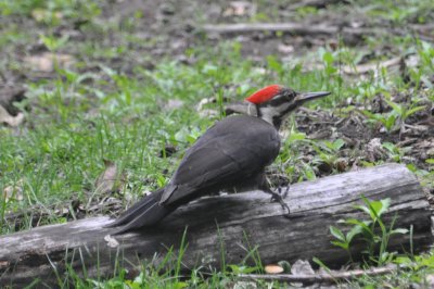 Pilated Woodpecker 1