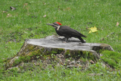 Pilated Woodpecker 2
