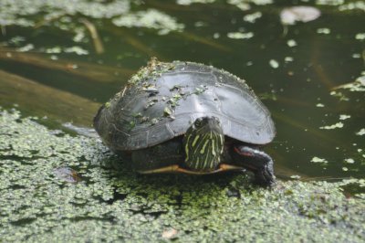 Midland Painted Turtle 2