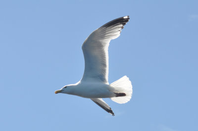 Gull flying