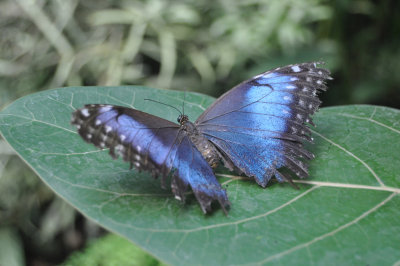 Blue Morpho with ragged wings 1