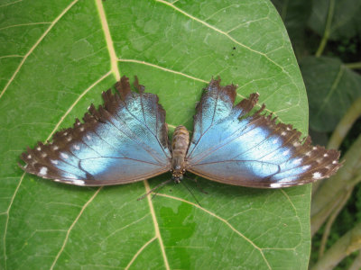 Blue Morpho with ragged wings 2