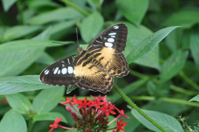 Brown Clipper - Parthenos sylvia 1