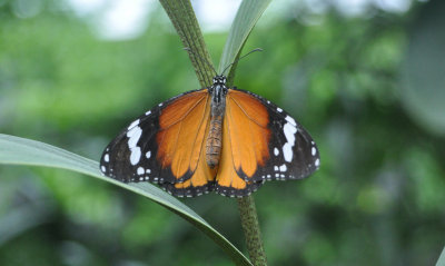 Plain Tiger 2