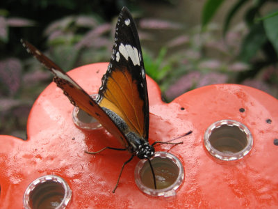 Plain Tiger 4