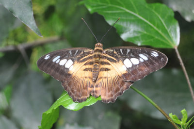 Brown Clipper - Parthenos sylvia 2