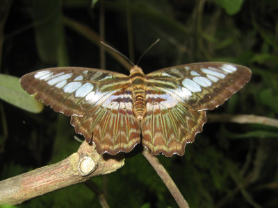 Brown Clipper - Parthenos sylvia 5
