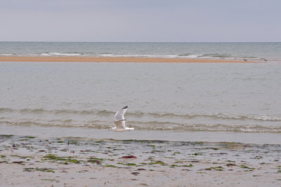 Juno Beach 5