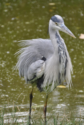 Heron 31.JPG