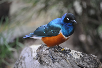 Superb Starlings