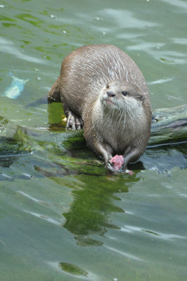 Otter 7