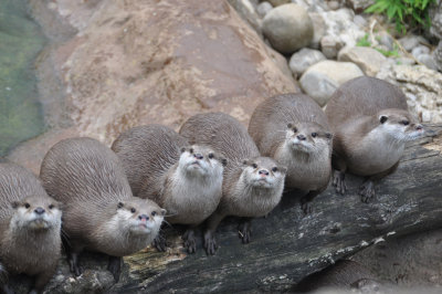 Otters 2