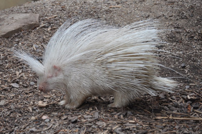 Porcupine 4