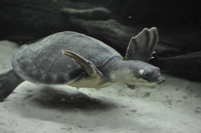 Fly River Turtle 1
