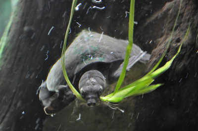 Fly River Turtle 2