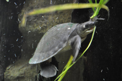 Fly River Turtle 3
