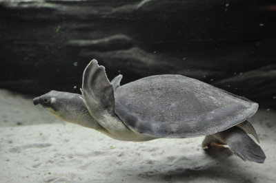 Fly River Turtle 4