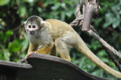 Spider Monkey 1