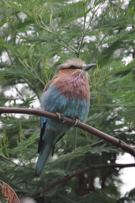 Lilac-breasted Roller.JPG