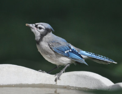 Blue Jay 10