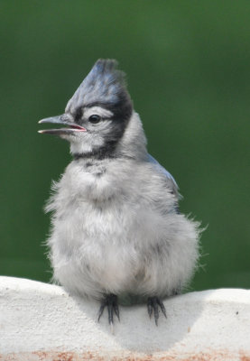 Baby Blue Jay 2