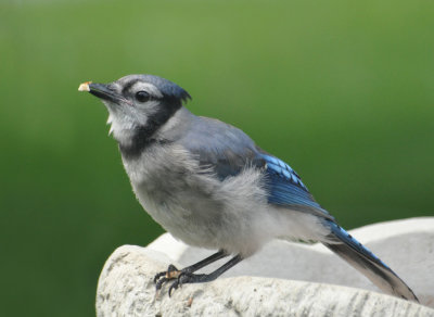 Blue Jay 12