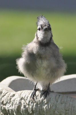 Ball of fluff