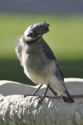 Neck Stretch 3